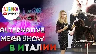 Груминг в Италии. Мегашоу Iv San Bernard
