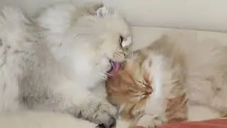 👅