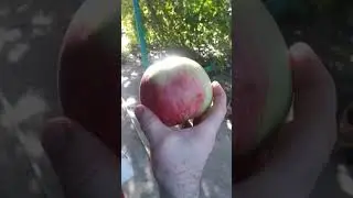 Чернобыльский урожай.