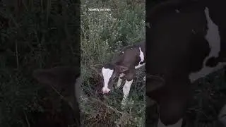 how cute the little one is