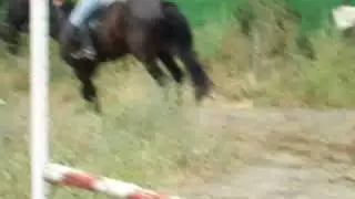 Horse Bounce Jumping