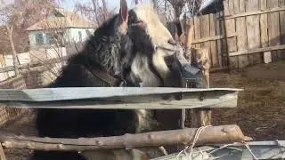 Козлы в шоке!