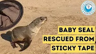 Baby Seal Rescued From Sticky Tape