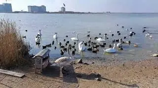 Нашел целебную розовую воду. Лечит от гайморита до псориаза