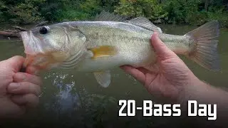 20-Bass Day | Medium Light Creek Fishing...Again