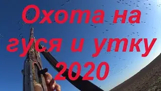 No. 81 GOOSE and DUCK Hunting 2020g. What awaits us in 2020? The best moments of 2019.