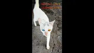 KUCING UNIK JARANG ADA