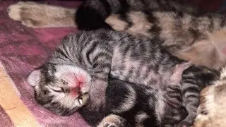 قطة تلد 3 قطط جميلة قطتي ميشكا ولادة كاملة 😻