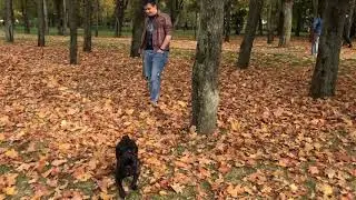 Брюс в парке