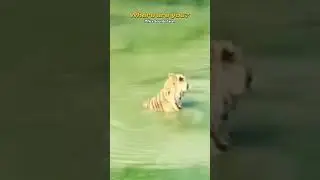 Smart Duck vs Tiger... #tiger #duck #italodisco #mflexsounds