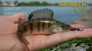 Когда цветет черемуха\ Микроджиг на Неве