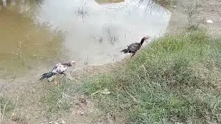 Beautiful hen's Of South Punjab |Punjab Ke Desi Murgin |south Punjab Desert hen's|Cute hen's ||