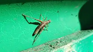 Grasshopper with LG V40 Manual Mode Main Camera!
