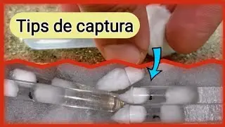 🚩Como ATRAPAR una hormiga reina (TUBO DE ENSAYO)//Tutorial COMPLETO// Vuelos nupciales