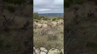 Как выглядят заброшенные виноградники