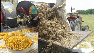 How to Grow Green Gram | | Moong Dal ki Kasht.    #harvesting #grow #faisalabad #viralvideo