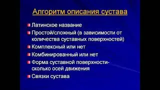 Зеркалова_ Юлия _Феликсовна _Анатомия человека_4_28.09.21