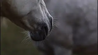 Arabian horses at sunrise