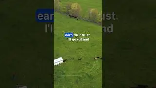 Cattle Coming Home to Graze!