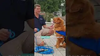 Take Your Dog Boating: Tips For Safety & Enjoyment Aboard | BoatUS