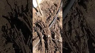 Откапываю черенки винограда. Заморозки.....