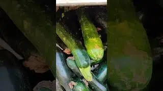 Цены в Италии в разгар сезона 🍅🥬🥦🌶️
