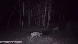 ГОН СИБИРСКОЙ КОСУЛИ ФОТОЛОВУШКА