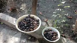 Qoz yığımı vaxtı
