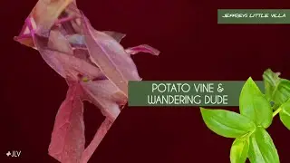 Potato Vine & Wandering Dude // Before & After