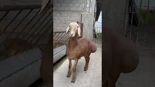 Линия Широкий кличка Танк