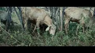 Sheep Eating Grass...