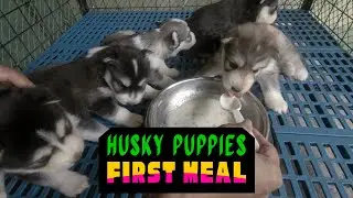 Husky Puppies First Meal - Weaning Puppies