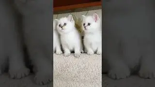 #чтотакое
