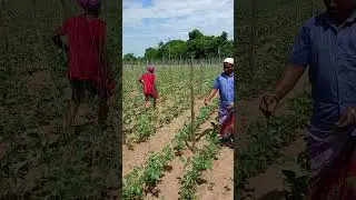 Vivasayam and harvesting #shorts #agriculture #farming #viral