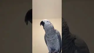 Gosha the Parrot 