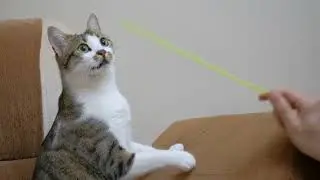 mixkit pet owner playing with a cute cat 1779 medium