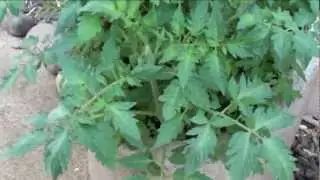 Tomato volunteers growing with citrus tree in old concrete irrigation pipe