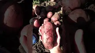 Урожай картошки