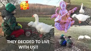 Feeding The Geese!! भगवान का वाहन ? దేవుని వాహనం ? கடவுளின் வாகனம் ?