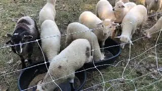 Sheep Gulf Coast Natives