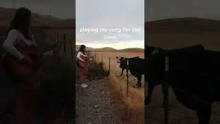I think they liked it? #cows #cuteanimals #farm #farmlife #acoustic
