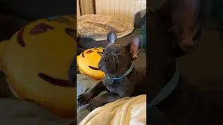 Cuando El Perro Destroza La Alfombra🐶 #comedia