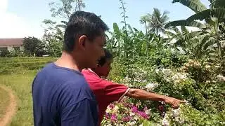 KEMBANG DESA
