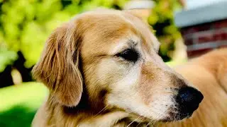 Daily pet videos Slideshow￼
