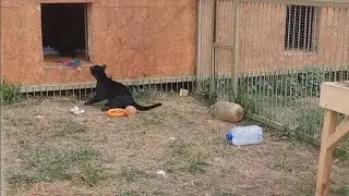 Маленькие чёрные пантеры🐾 Пумка и Брабус🐆ПАРК ЗЕМЛЯ ПРАЙДА 🌿
