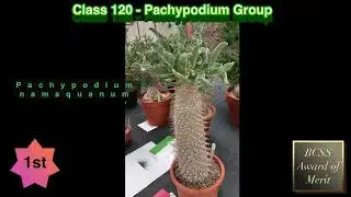 BCSS National Show 2022 - Slideshow 15 (classes 117 - 130)