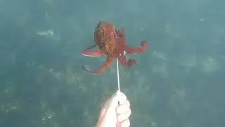 Q massa a pesca do polvo no mergulho é show !!!