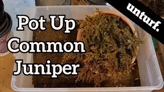 Potting up Common Juniper - Juniperus communis