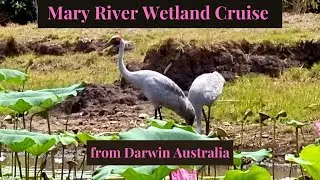 Mary River Wetland Cruise from Darwin Australia