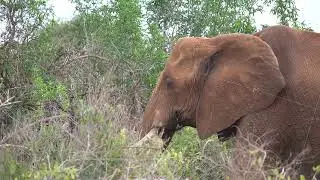 Adult elephant with his baby in african savanna walking near road, wild nature park animals